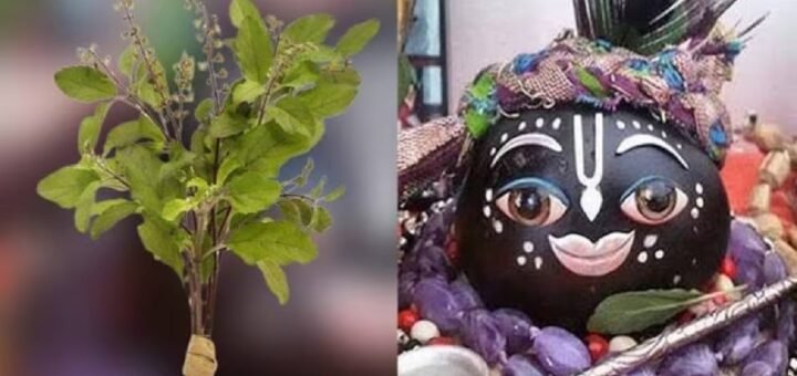 Tulsi Vivah 2022 Date ceremony decorations and rituals