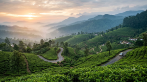 Offbeat hill stations in South India: misty tea-covered Nilgiri slopes at dawn